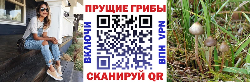хочу наркоту  Фурманов  Псилоцибиновые грибы мицелий 